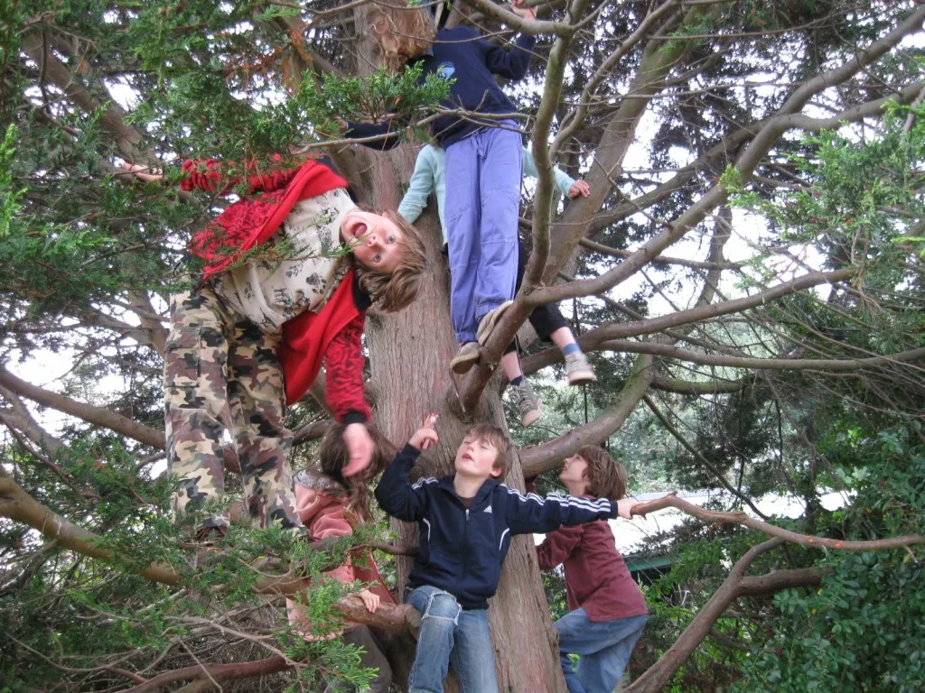 boys trees